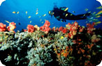 Scuba diver and tropical fish