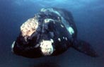 Southern Right Whale, a Baleen Species